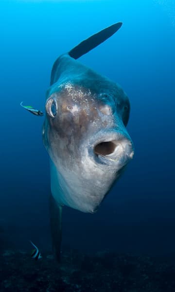 https://www.zubludiving.com/images/Indonesia/Bali/Lembongan-Nusa-Penida/Lembongan-Penida-Bali-Indonesia-Scuba-Diving-portrait.jpg