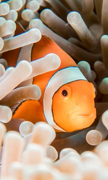 https://www.zubludiving.com/images/Malaysia/Sabah/Kota-Kinabalu/Kota-Kinabalu-Scuba-Diving-Sabah-Portrait.jpg