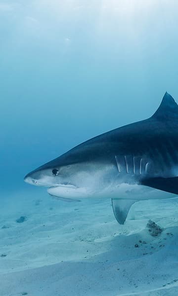 https://www.zubludiving.com/images/Maldives/Fuvahamulah-Atoll/Fuvahulah-Scuba-Diving-portrait.jpg