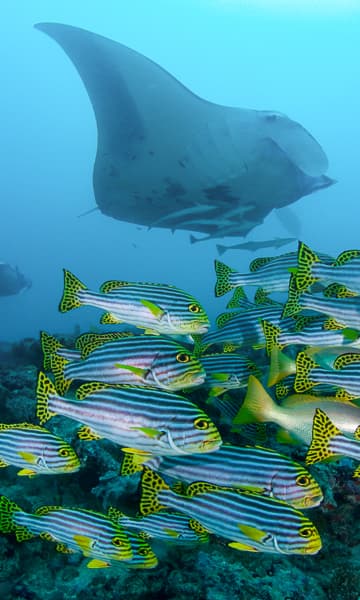 https://www.zubludiving.com/images/Maldives/North-Male-Atoll/North-Male-Maldives-Scuba-Diving-portrait.jpg