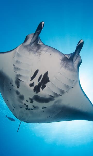 https://www.zubludiving.com/images/Maldives/Thaa-and-Laamu-Atolls/Laamu-Thaa-Scuba-Diving-portrait.jpg