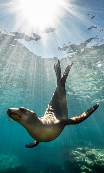 https://www.zubludiving.com/images/Mexico/Baja-California/La-Paz/La-Paz-Mexico-Scuba-Diving-portrait.jpg