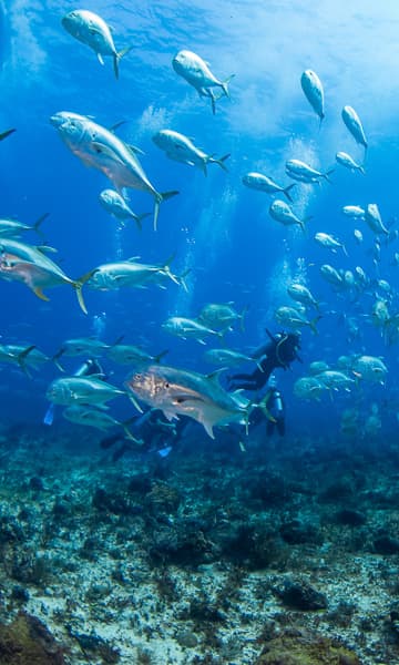 https://www.zubludiving.com/images/Mexico/Yucatan-Peninsula/Cozumel-and-Playa-del-Carmen/Cozumel-Playa-del-Carmen-Scuba-Diving-Mexico-portrait.jpg
