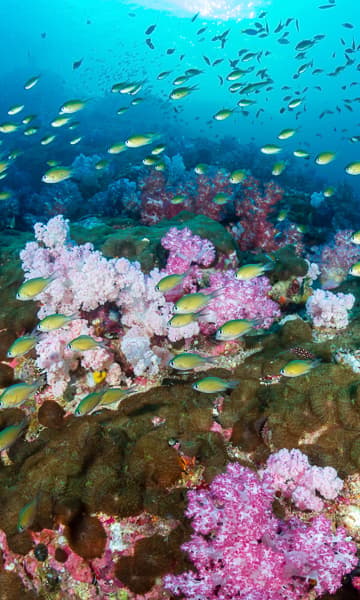https://www.zubludiving.com/images/Myanmar/Mergui-Archipelago/General/Mergui-Archipelago-Myanmar-Portrait.jpg