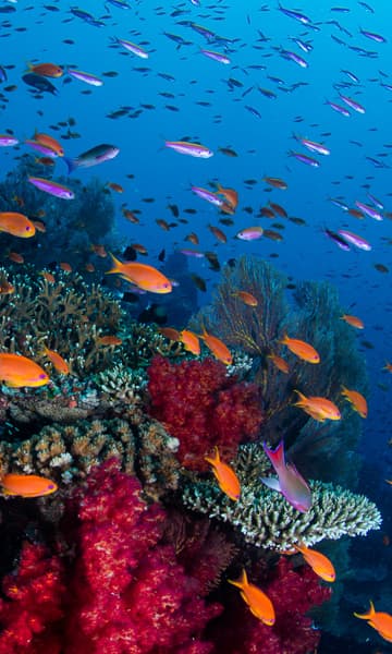 https://www.zubludiving.com/images/Pacific/Fiji/Vanua-Levu-Taveuni-Bligh-Water/Vanua-Levu-Taveuni-Blight-Water-Scuba-Diving-portrait.jpg