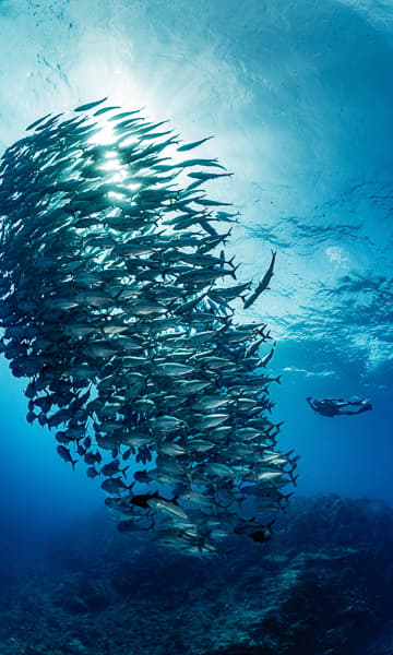 https://www.zubludiving.com/images/Pacific/Solomon-Islands/Solomon-Islands-scuba-diving-portrait.jpg