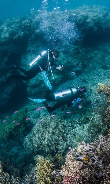 https://www.zubludiving.com/images/Papua-New-Guinea/Alotau-Milne-Bay-Tufi/Alotau-Milne-Bay-Tufi-PNG-portrait.jpg