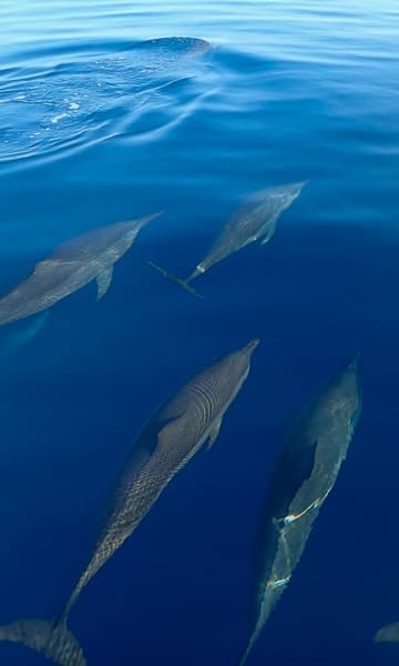 https://www.zubludiving.com/images/Papua-New-Guinea/Rabaul-New-Ireland-New-Hanover/Rabaul-New-Ireland-Hanover-PNG-portrait.jpg