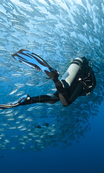 https://www.zubludiving.com/images/Philippines/Visayas/Alona/Alona-Beach-Panglao-Bohol-Philippines-Portrait.jpg