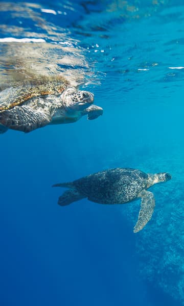https://www.zubludiving.com/images/Seychelles/Aldabra-Astove-Cosmoledo/Aldabra-Astove-Cosmoledo-Scuba-Diving-portrait.jpg