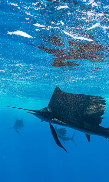 https://www.zubludiving.com/images/Seychelles/Alphonse-Desroches-Amirantes/Alphonse-Desroches-Amirante-Islands-portrait.jpg