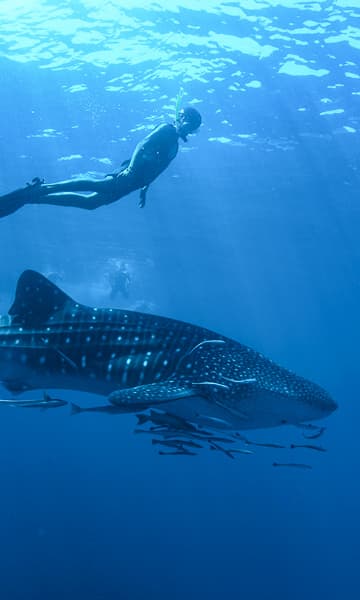 https://www.zubludiving.com/images/Thailand/Similans-Surins/Similan-Surin-Islands-Thailand-Portrait.jpg