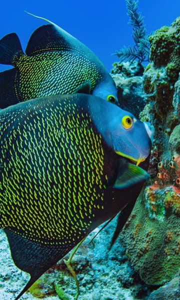 https://www.zubludiving.com/images/Turks-and-Caicos/Turks-Caicos-Scuba-Diving-portrait.jpg