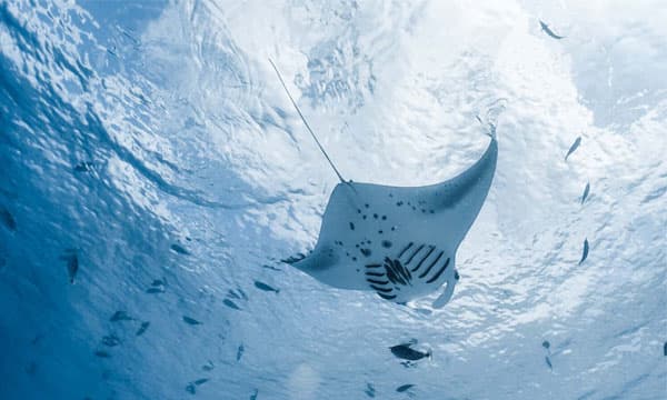 5000th manta rays identified by Manta Trust