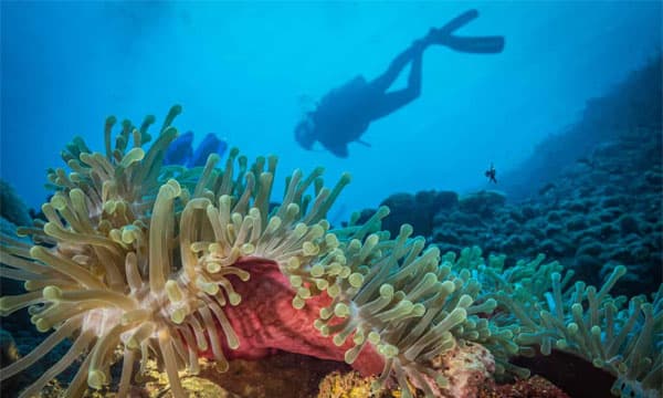 Coral sanctuary found off east Africa coast