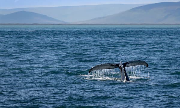 Ancient whale skeleton in Thailand could hold clues to climate change