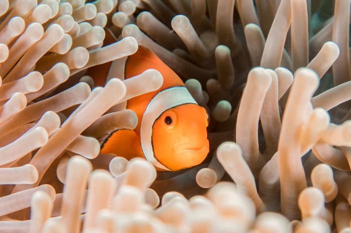 'Nemo' and the evolution of helping behaviour