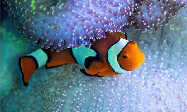 Anemonefish