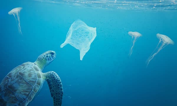 Are plastics and microplastics in the Ocean on the increase?