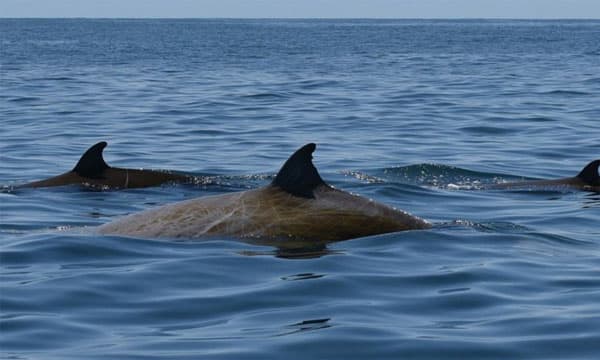 Beaked whale breaks diving record