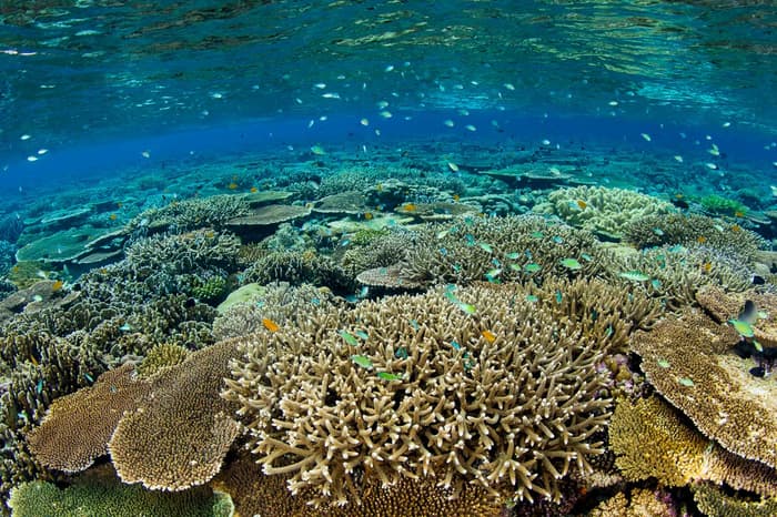 The world’s best destinations for coral reef scuba diving