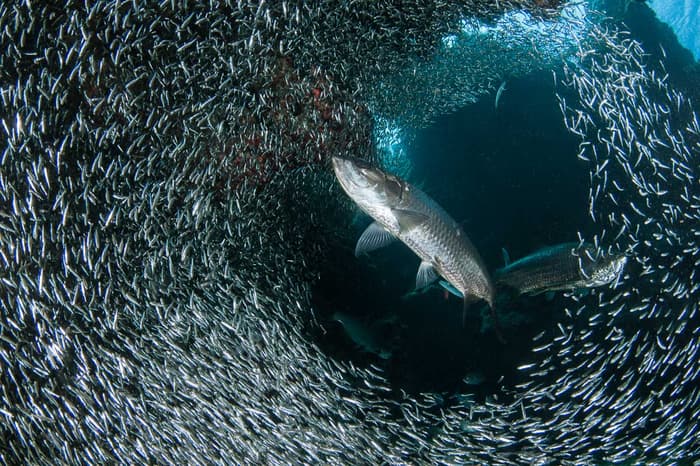 Best dive sites in the Caribbean