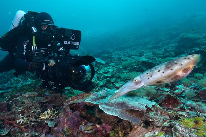Filming Blue Planet II - an interview with cameraman Roger Munns