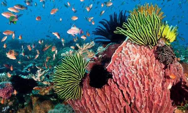 CRISPR helps uncover how corals cope with warming oceans  
