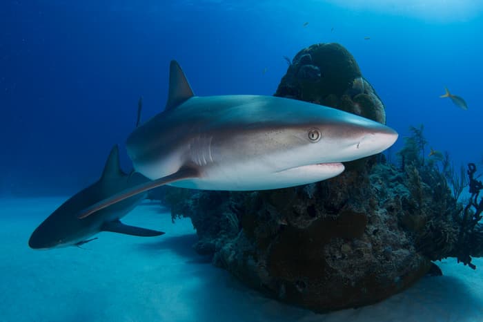 Shark diving in the Caribbean - top species and where to see them