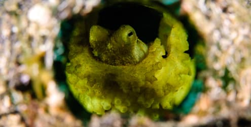 Cephalopods - nature’s strangest creatures?