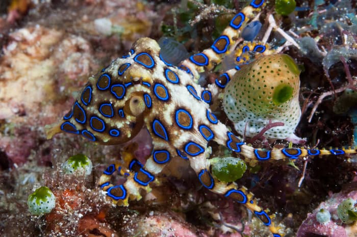 Blue-ringed octopus - a guide for scuba divers and photographers