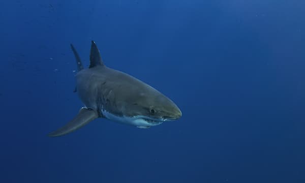 Climate crisis pushing great white sharks into new territory