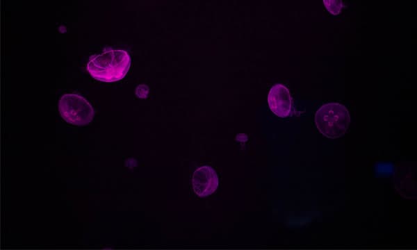 DNA in seawater to reveal fish diversity