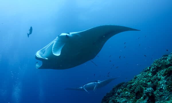 First ever confirmed manta ray nursery discovered in Raja Ampat’s Wayag Lagoon