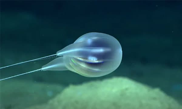 Deep sea species identified using HD video