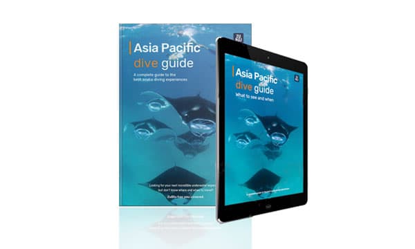 What to see and when -  a free guide to the best diving experiences