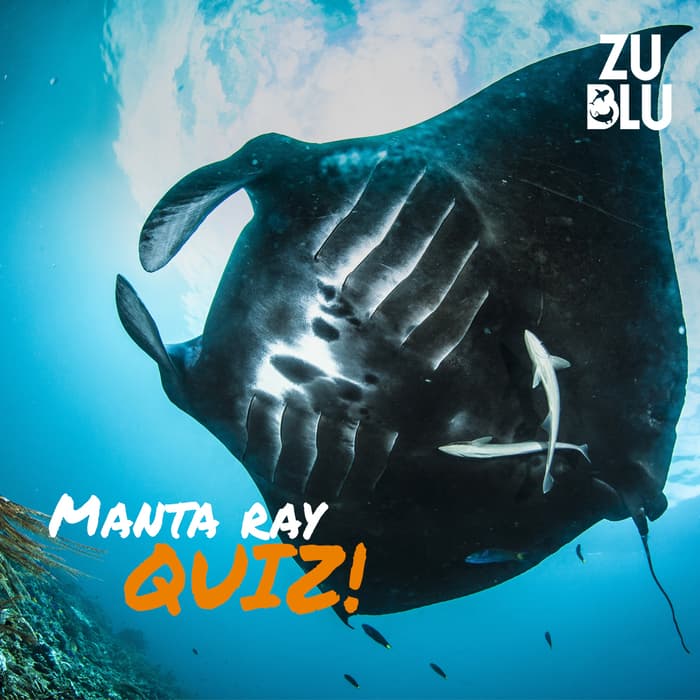 Manta ray quiz