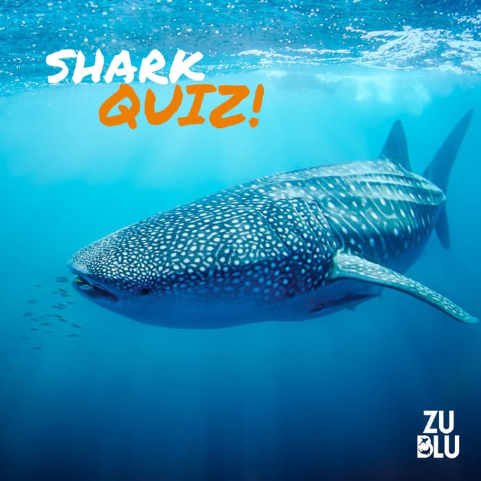 Shark quiz