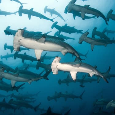 Scuba diving in the Hammerhead Triangle