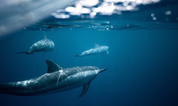 How dolphins avoid the bends