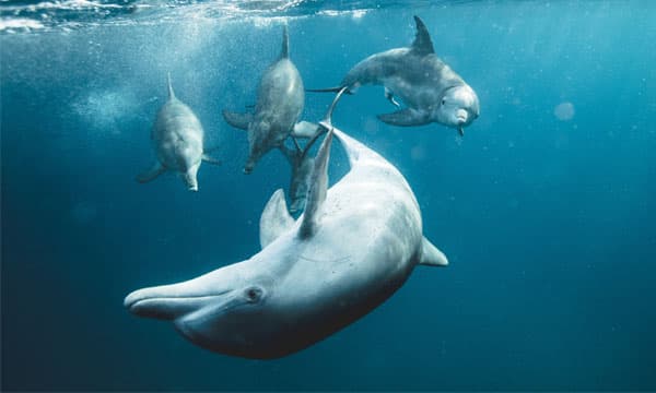 Dolphins have similar personality traits to humans