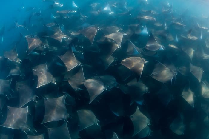 Easy-to-reach dive destinations from the USA and Canada