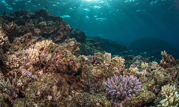 Fiji's corals recovering after cyclone damage