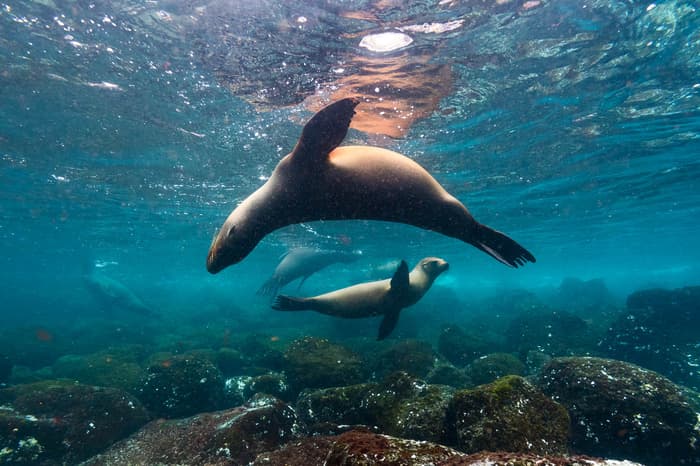 Naturalist and snorkeling cruises in the Galapagos