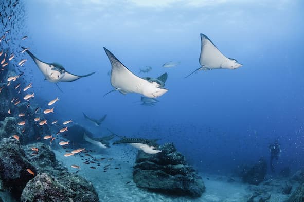 Galapagos to be fully vaccinated by month’s end