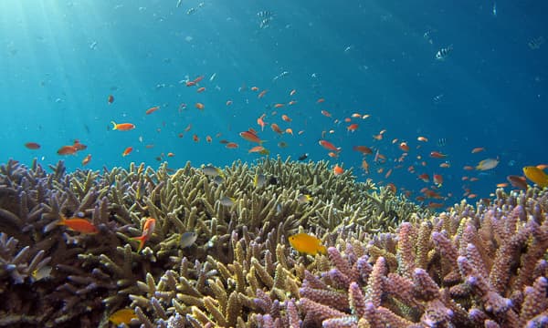 Global Fund for Coral Reefs announcement