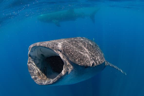 Isla Mujeres – Mexico’s whale shark and sailfish hotspot