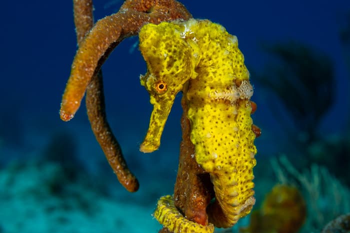 Best macro diving destinations in the Caribbean