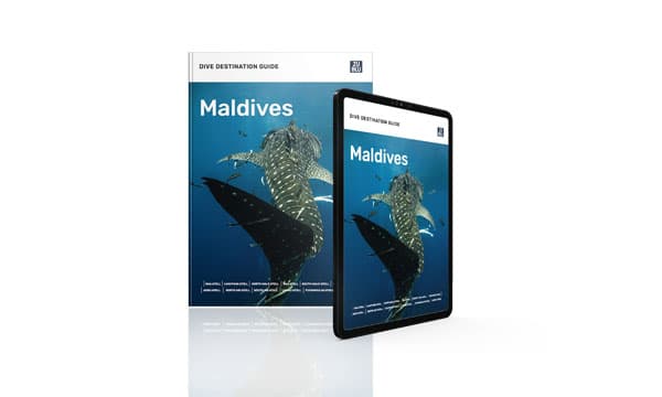 Free guide to the best diving in the Maldives