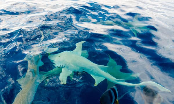 Maldives Shark Fishing - A Call to Action